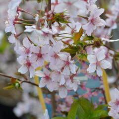 Třešeň kurilská 'Ruby' - Prunus kurilensis 'Ruby'