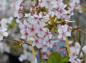 Třešeň kurilská 'Ruby' - Prunus kurilensis 'Ruby'