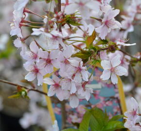 Třešeň kurilská 'Ruby' - Prunus kurilensis 'Ruby'