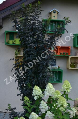 Bez černý 'Black Tower' - Sambucus nigra 'Black Tower'