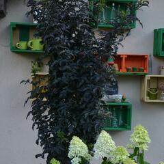 Bez černý 'Black Tower' - Sambucus nigra 'Black Tower'