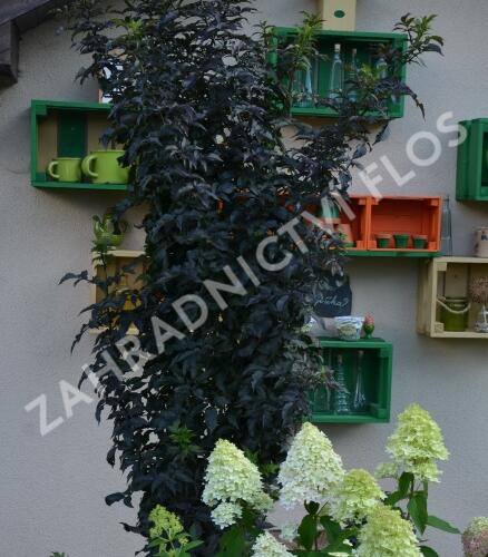Bez černý 'Black Tower' - Sambucus nigra 'Black Tower'