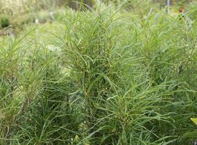 Krušina olšová 'Fine Line' - Rhamnus frangula 'Fine Line'