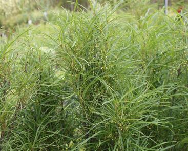 Krušina olšová 'Fine Line'