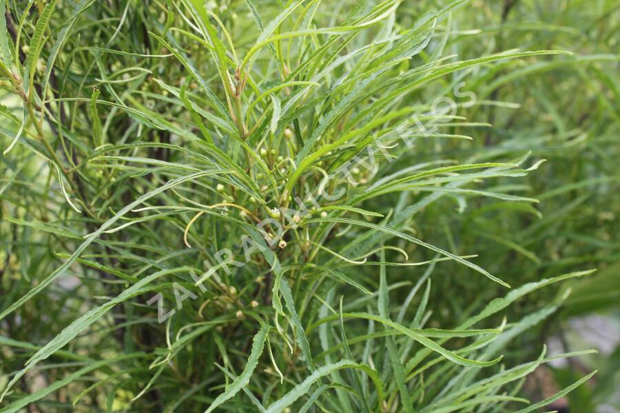 Krušina olšová 'Fine Line' - Rhamnus frangula 'Fine Line'