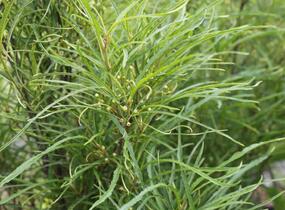Krušina olšová 'Fine Line' - Rhamnus frangula 'Fine Line'
