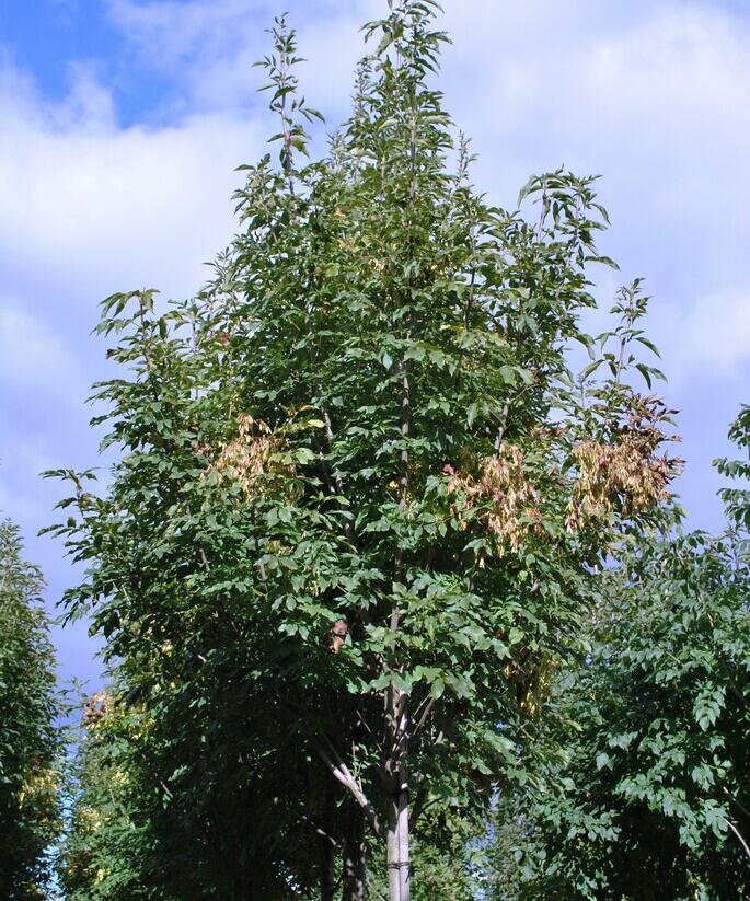 Jasan manový 'Obelisk' - Fraxinus ornus 'Obelisk'