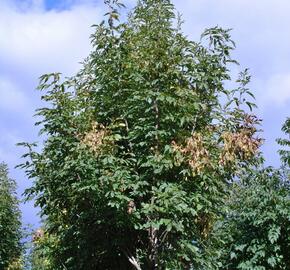 Jasan manový 'Obelisk'
