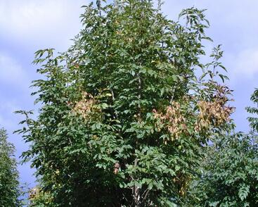 Jasan manový 'Obelisk'