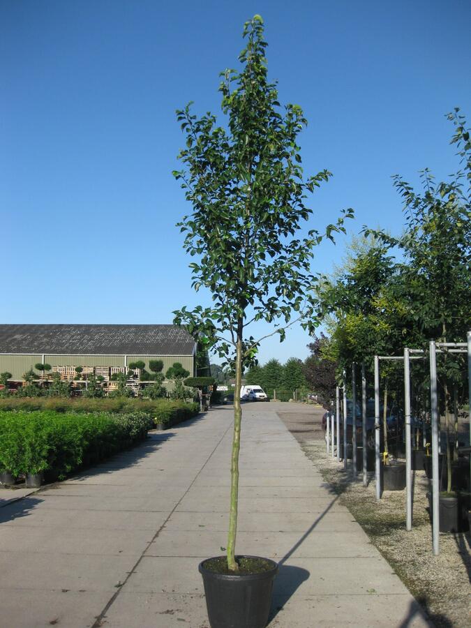 Hrušeň Calleryova 'Chanticleer' - Pyrus calleryana 'Chanticleer'