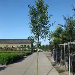 Hrušeň Calleryova 'Chanticleer' - Pyrus calleryana 'Chanticleer'