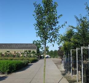 Hrušeň Calleryova 'Chanticleer' - Pyrus calleryana 'Chanticleer'