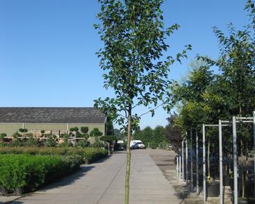 Hrušeň Calleryova 'Chanticleer'