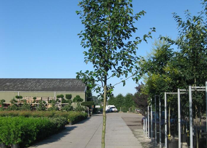 Hrušeň Calleryova 'Chanticleer' - Pyrus calleryana 'Chanticleer'