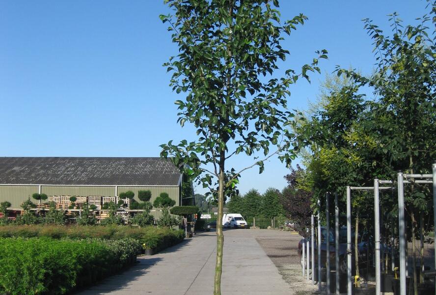 Hrušeň Calleryova 'Chanticleer' - Pyrus calleryana 'Chanticleer'