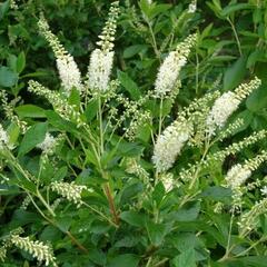 Jochovec olšolistý - Clethra alnifolia