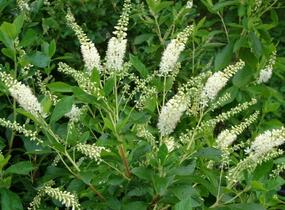 Jochovec olšolistý - Clethra alnifolia