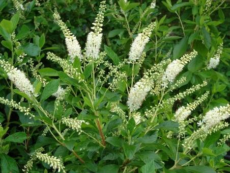 Jochovec olšolistý - Clethra alnifolia