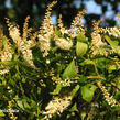 Jochovec olšolistý - Clethra alnifolia