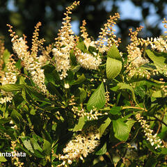 Jochovec olšolistý - Clethra alnifolia