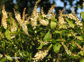 Jochovec olšolistý - Clethra alnifolia