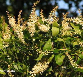 Jochovec olšolistý - Clethra alnifolia