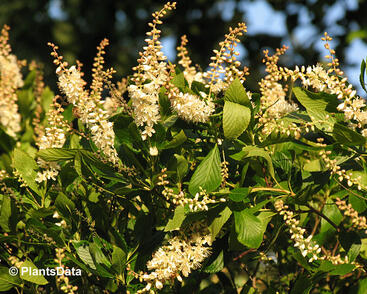 Jochovec olšolistý