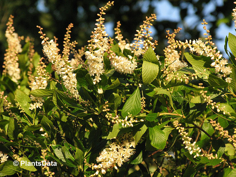 Jochovec olšolistý - Clethra alnifolia