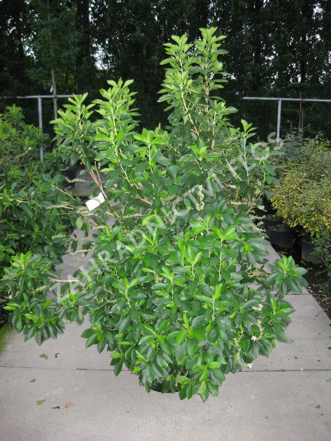 Jochovec olšolistý - Clethra alnifolia