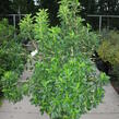 Jochovec olšolistý - Clethra alnifolia