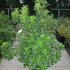 Jochovec olšolistý - Clethra alnifolia