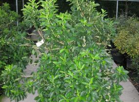 Jochovec olšolistý - Clethra alnifolia