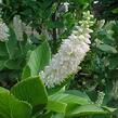 Jochovec olšolistý - Clethra alnifolia