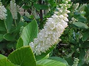 Jochovec olšolistý - Clethra alnifolia