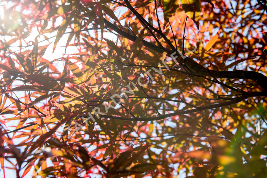 Javor dlanitolistý 'Red Pygmy' - Acer palmatum 'Red Pygmy'