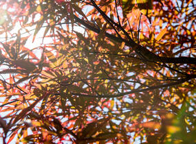 Javor dlanitolistý 'Red Pygmy' - Acer palmatum 'Red Pygmy'