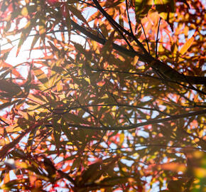 Javor dlanitolistý 'Red Pygmy' - Acer palmatum 'Red Pygmy'