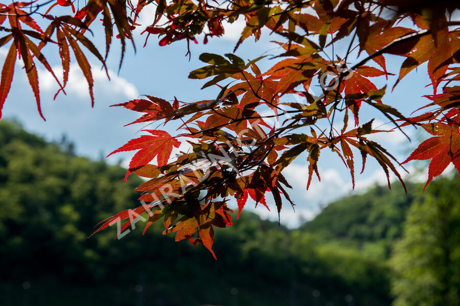 Javor dlanitolistý 'Red Pygmy' - Acer palmatum 'Red Pygmy'