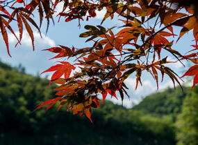 Javor dlanitolistý 'Red Pygmy' - Acer palmatum 'Red Pygmy'