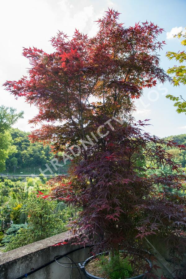 Javor dlanitolistý 'Red Pygmy' - Acer palmatum 'Red Pygmy'