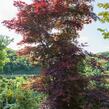 Javor dlanitolistý 'Red Pygmy' - Acer palmatum 'Red Pygmy'