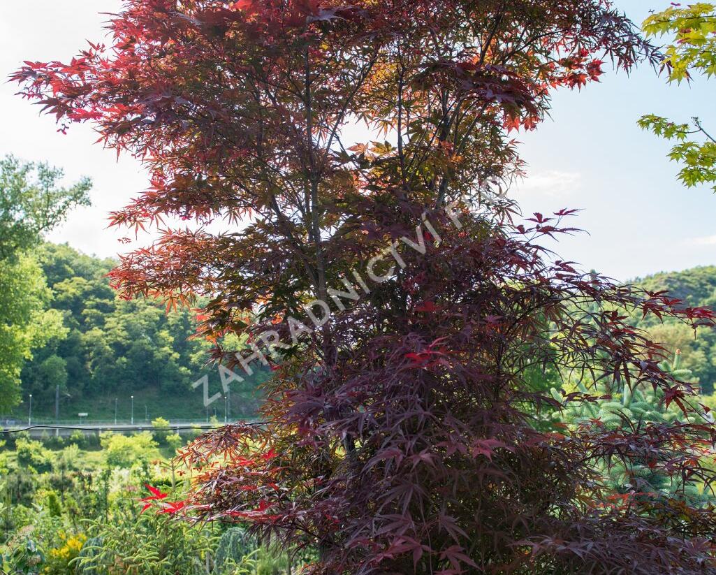 Javor dlanitolistý 'Red Pygmy' - Acer palmatum 'Red Pygmy'