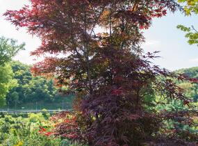 Javor dlanitolistý 'Red Pygmy' - Acer palmatum 'Red Pygmy'