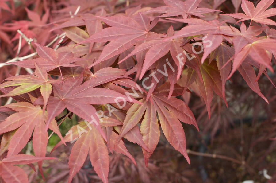 Javor dlanitolistý 'Red Pygmy' - Acer palmatum 'Red Pygmy'