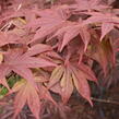 Javor dlanitolistý 'Red Pygmy' - Acer palmatum 'Red Pygmy'