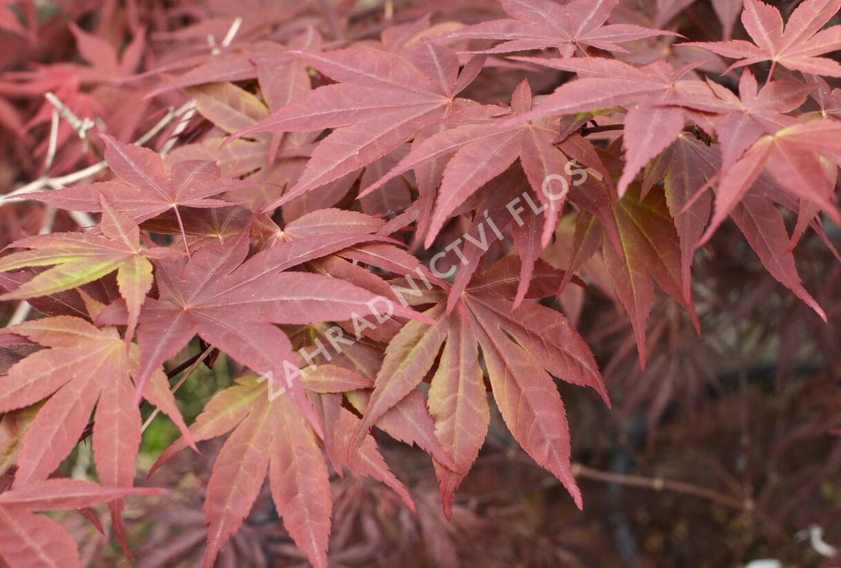Javor dlanitolistý 'Red Pygmy' - Acer palmatum 'Red Pygmy'