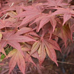 Javor dlanitolistý 'Red Pygmy' - Acer palmatum 'Red Pygmy'