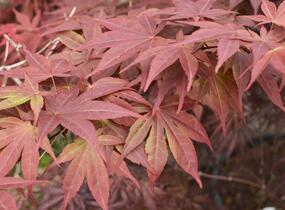 Javor dlanitolistý 'Red Pygmy' - Acer palmatum 'Red Pygmy'