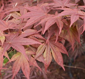 Javor dlanitolistý 'Red Pygmy' - Acer palmatum 'Red Pygmy'