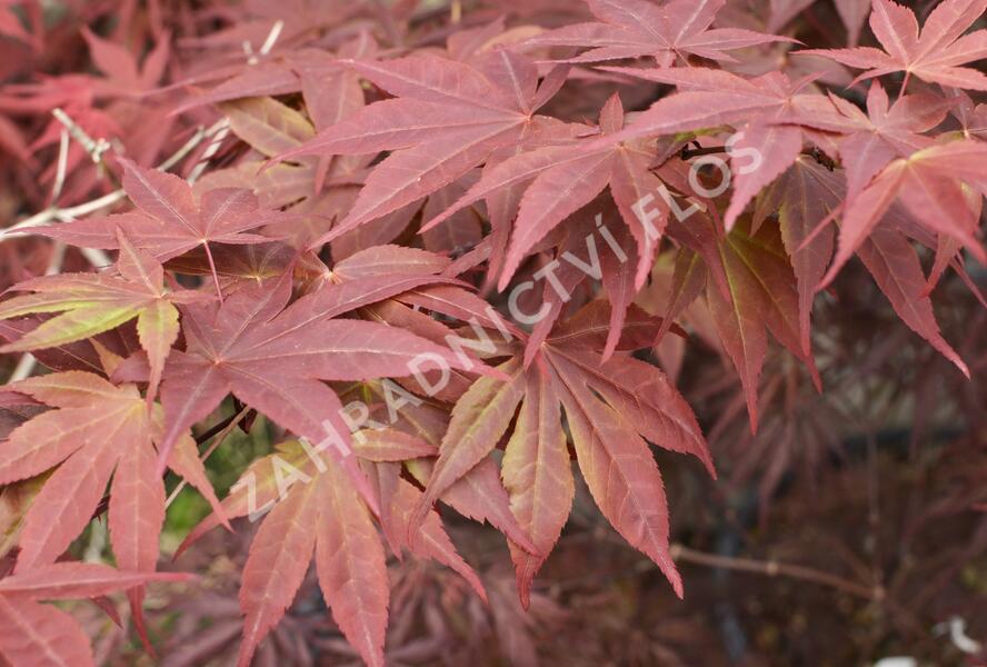 Javor dlanitolistý 'Red Pygmy' - Acer palmatum 'Red Pygmy'